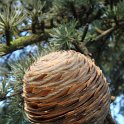 Cedrus libani subsp.atlantica 'Glauca' cone 2